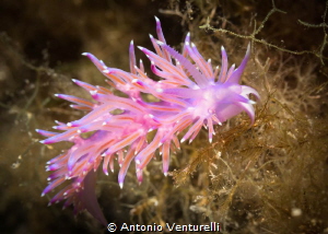 Nudibranch of Mediterranean Sea, Canon lens 60 mm, f/11,t... by Antonio Venturelli 